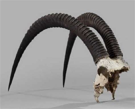 1095: Large African Sable Antelope Horns,