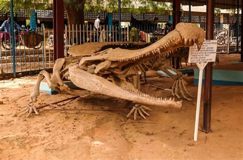 What Did The Largest Crocodile Ever Eat To Feed Its 17,500 Pound Body ...