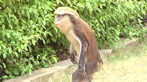 Monkeys at Lekki Conservation Center in Lagos, Nigeria - YouTube