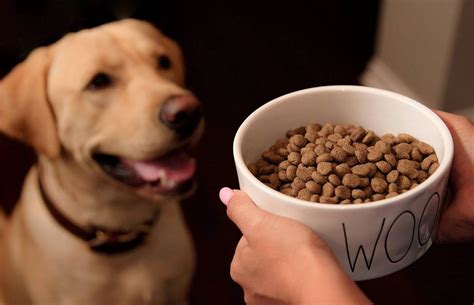 The Best Way To Make Dry Dog Food More Appetizing To Your Dog ...