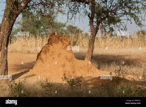 Mound building termites africa hi-res stock photography and images - Alamy