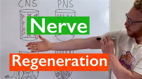 Nerve Regeneration | Spinal Cord vs Peripheral Nerves - YouTube