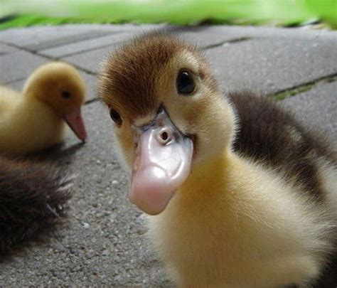 Funny Duckling taking a Selfie | Cute animals, Cute baby animals, Baby ...