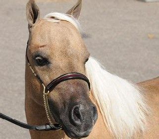 Palomino mini-horse | Horses, Horse photos, Palomino horse