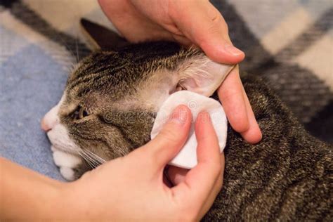 Cat`s ears cleaning stock photo. Image of cotton, ears - 87215280