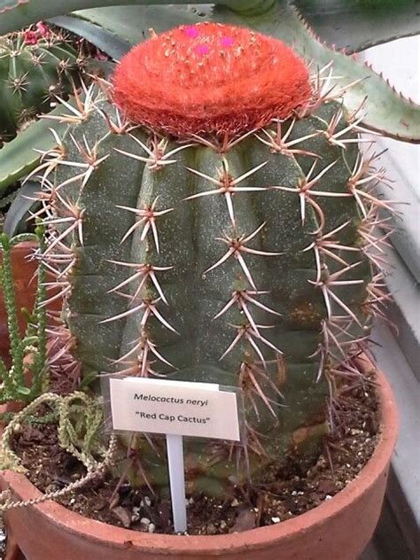 Melocactus neryl Red cap cactus | Cactus plants, Cacti and succulents ...