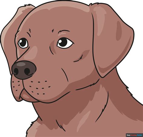 Labrador Dog Clipart Cute