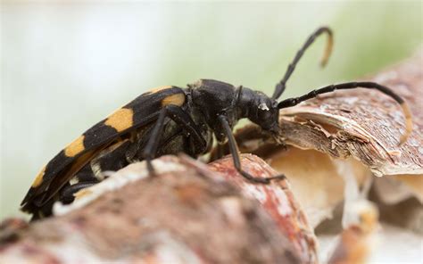 #Top6 Noisy Insects | Termite treatment, Orkin, Termites