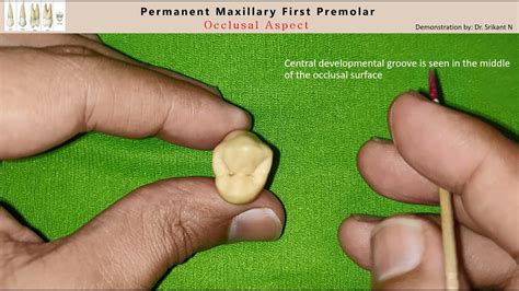 06 Occlusal Aspect of the Permanent Maxillary First Premolar - YouTube