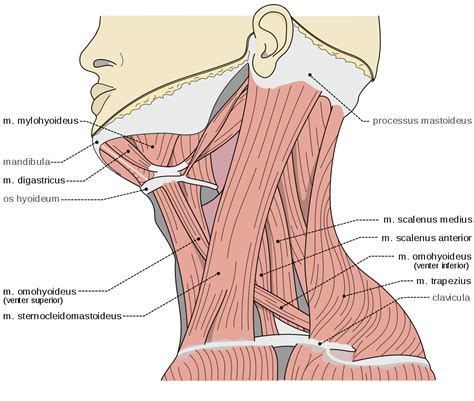 Psoas, Forward Head Posture and Scalene Muscles