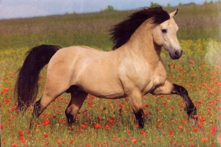 Buckskin Horse - Horses Wallpapers and Images | Buckskin horse, Horses ...