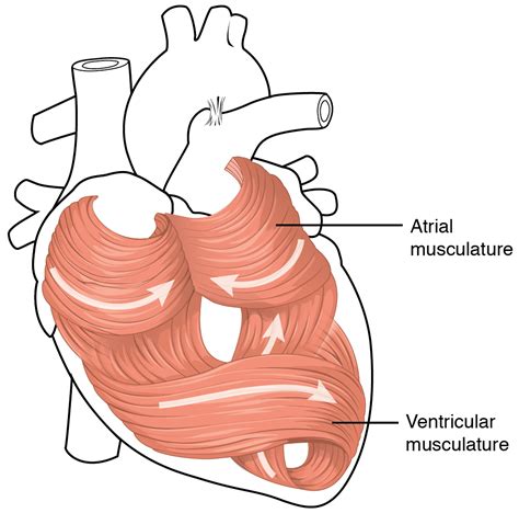 Diagram Of Cardiac Muscle