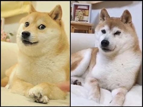 Dogecoin: el perro japonés que se convirtió en el rostro de una ...