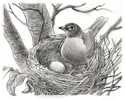 Some Bird Drawings | LIFE NEEDS ART