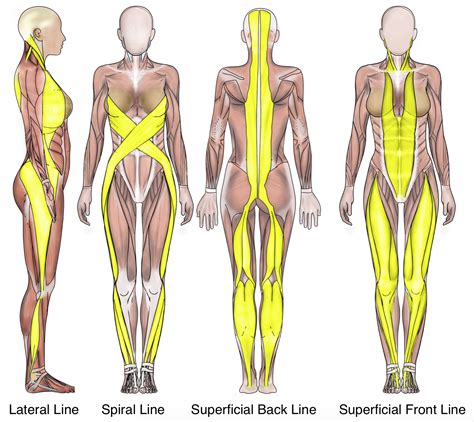 Post-blasting Discomfort | Yoga anatomy, Muscle anatomy, Fascia blaster