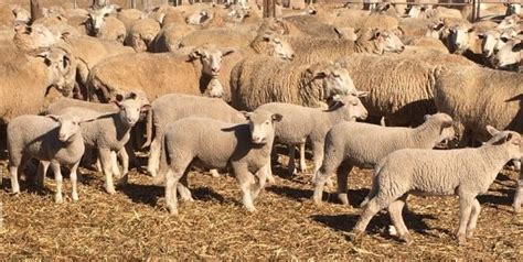 First cross ewes with lambs to $351.50 and Merino ewes $244 online ...