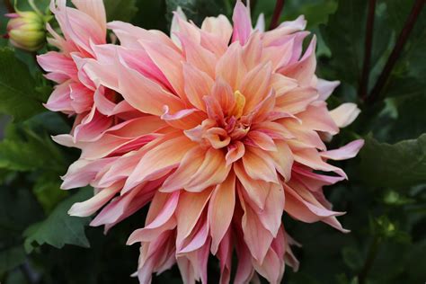 Top Performing Dahlias for Summer 2016 - Longfield Gardens | Dahlias ...