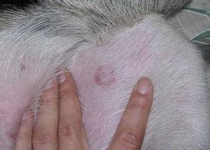 What Does Lyme Disease Look Like On A Dog?