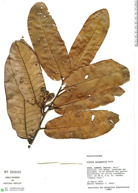 Virola calophylla | Rapid Reference | The Field Museum