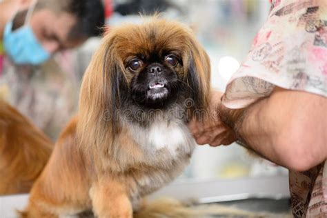 131 Grooming Pekingese Dog Stock Photos - Free & Royalty-Free Stock ...