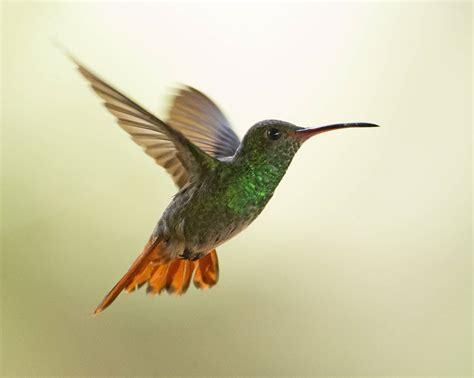 Hummingbird In Flight