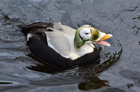 The Spectacled Eider, a sea duck that ranges from the coasts of Alaska ...