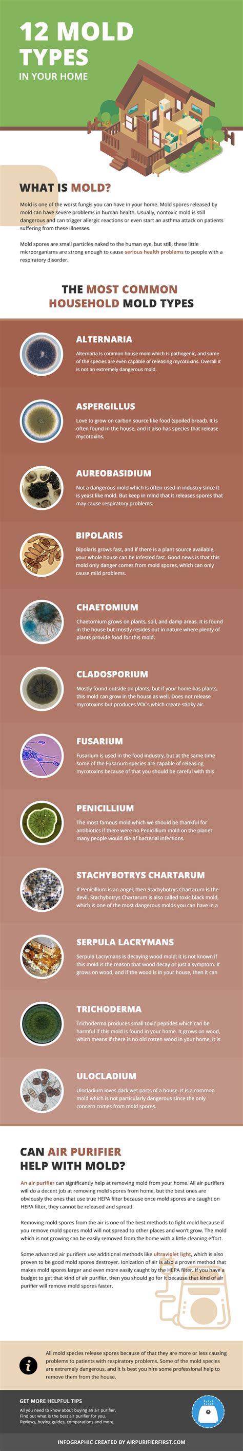 Identifying Types Of Mold