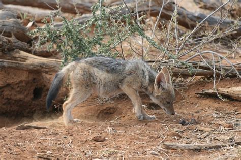 Black backed jackal pups - Rora Private Collection