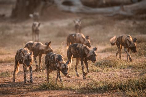 Gallery | Classic Zambia