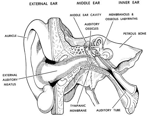 Parts Of The Ear Drawing at PaintingValley.com | Explore collection of ...