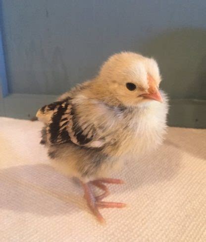 Silver Spangled Hamburg Chicken - Chicks for Sale | Cackle Hatchery®