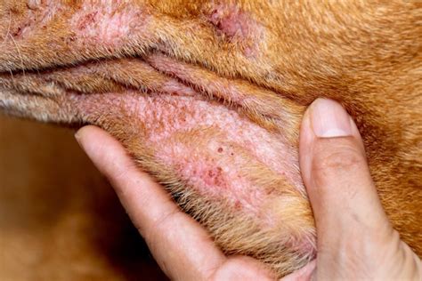 Crusty Scabs Around My Dog's Mouth (Causes, Treatment & Prevention)