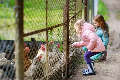 WATCH: How to Make Chicken Wire Fence Look Great – Fence Frenzy