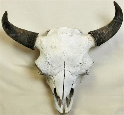 Early large American Bison buffalo skull.