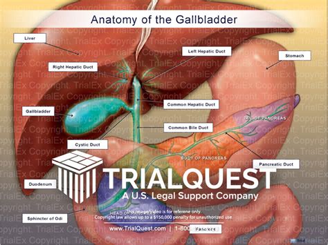 Normal Anatomy Of The Gallbladder and Pancreas - TrialQuest Inc.