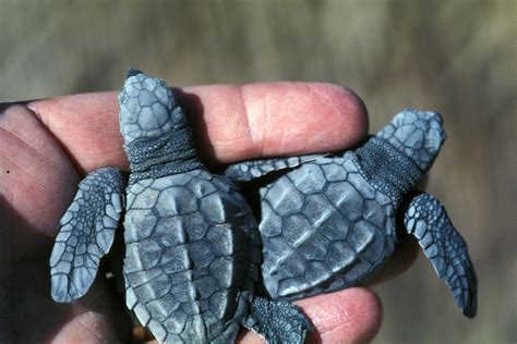 Olive Ridley — The State of the World's Sea Turtles | SWOT