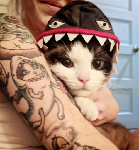 Cat in shark costume being cuddled by human with cat in shark costume ...