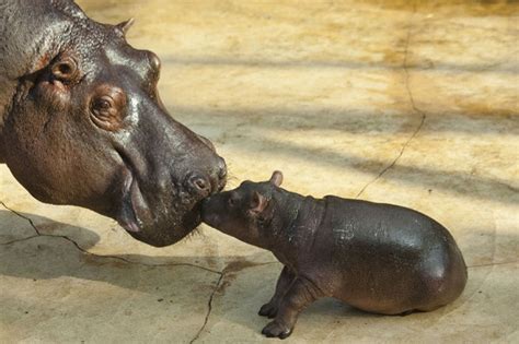 Animais de Gaia: Nicole e seu bebê