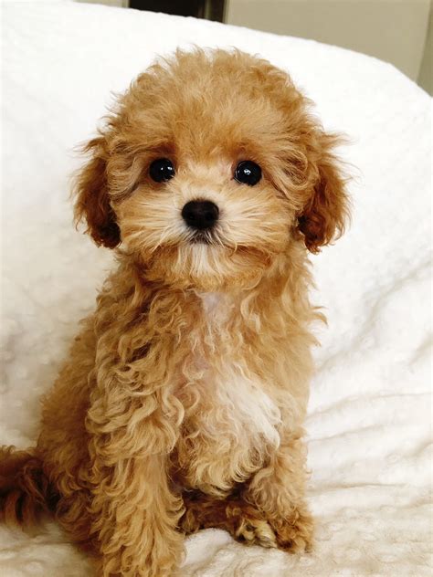 Teacup Maltipoo Puppy for sale los angeles, california - iHeartTeacups