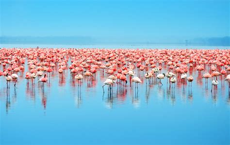 Best time to see Flamingos | flamingos in lake nakuru