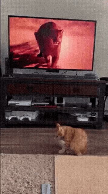 Cat Kitten GIF - Cat Kitten Watching Tv - Discover & Share GIFs