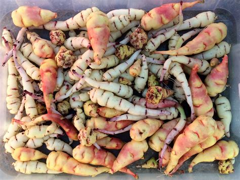 Buyer’s Guide for Andean Roots and Tubers | Cultivariable