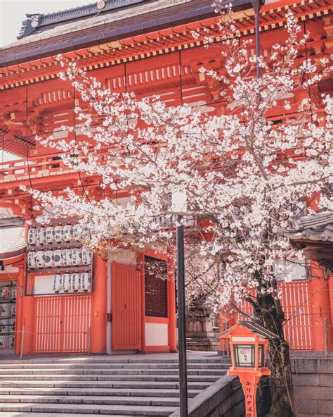 The best cherry blossom locations in kyoto – Artofit