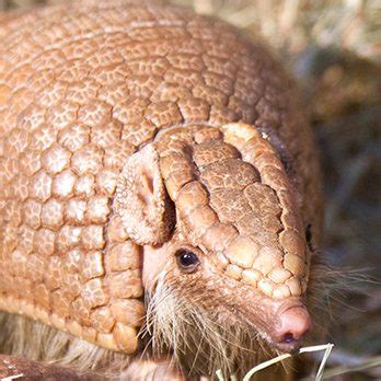 Armadillo Face Close Up