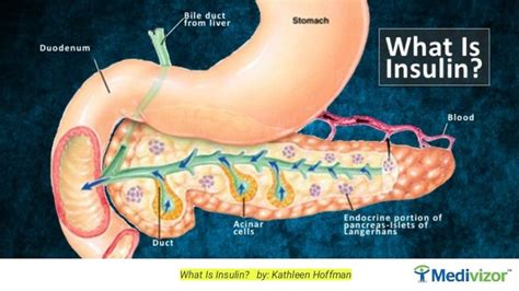 What is Insulin? Appreciating The Remarkable Pancreas