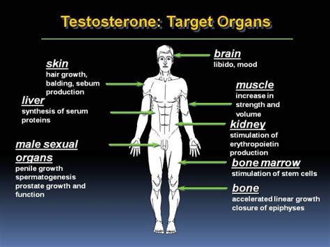 androgenic side effects testosterone - Steroidal.com