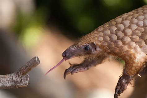 The Perfect Specialists: Fantastic Pangolin Adaptations - Pangolin ...