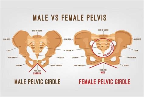 12 Most Amazing Difference between Male and Female Pelvis - Core ...