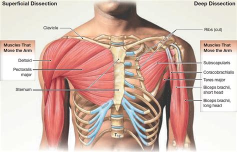 Muscle Anatomy - Skeletal Muscles - Groin Muscles - Calf Muscles