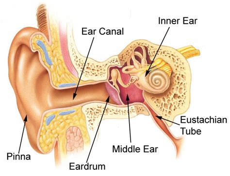 Parts and Components of Human Ear and Their Functions | New Health Advisor